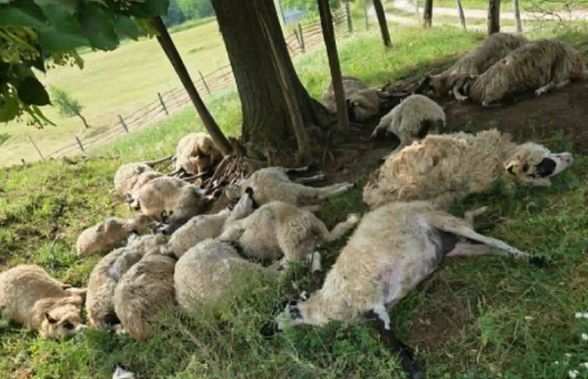 U nekoliko sekundi izgubili godine truda: Grom usmrtio veliki dio stada ovaca FOTO