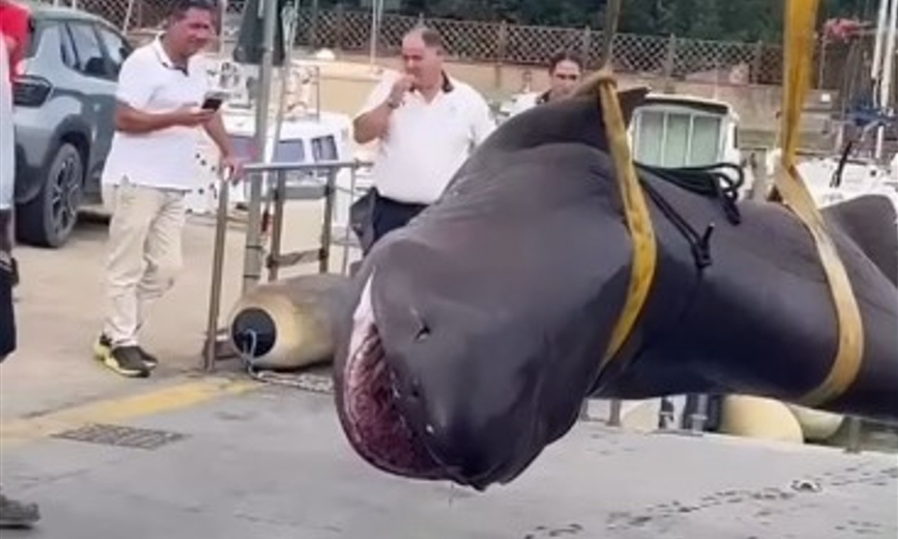 Misterija na obali Toskane: Ajkula teška 400 kilograma pronađena mrtva na plaži