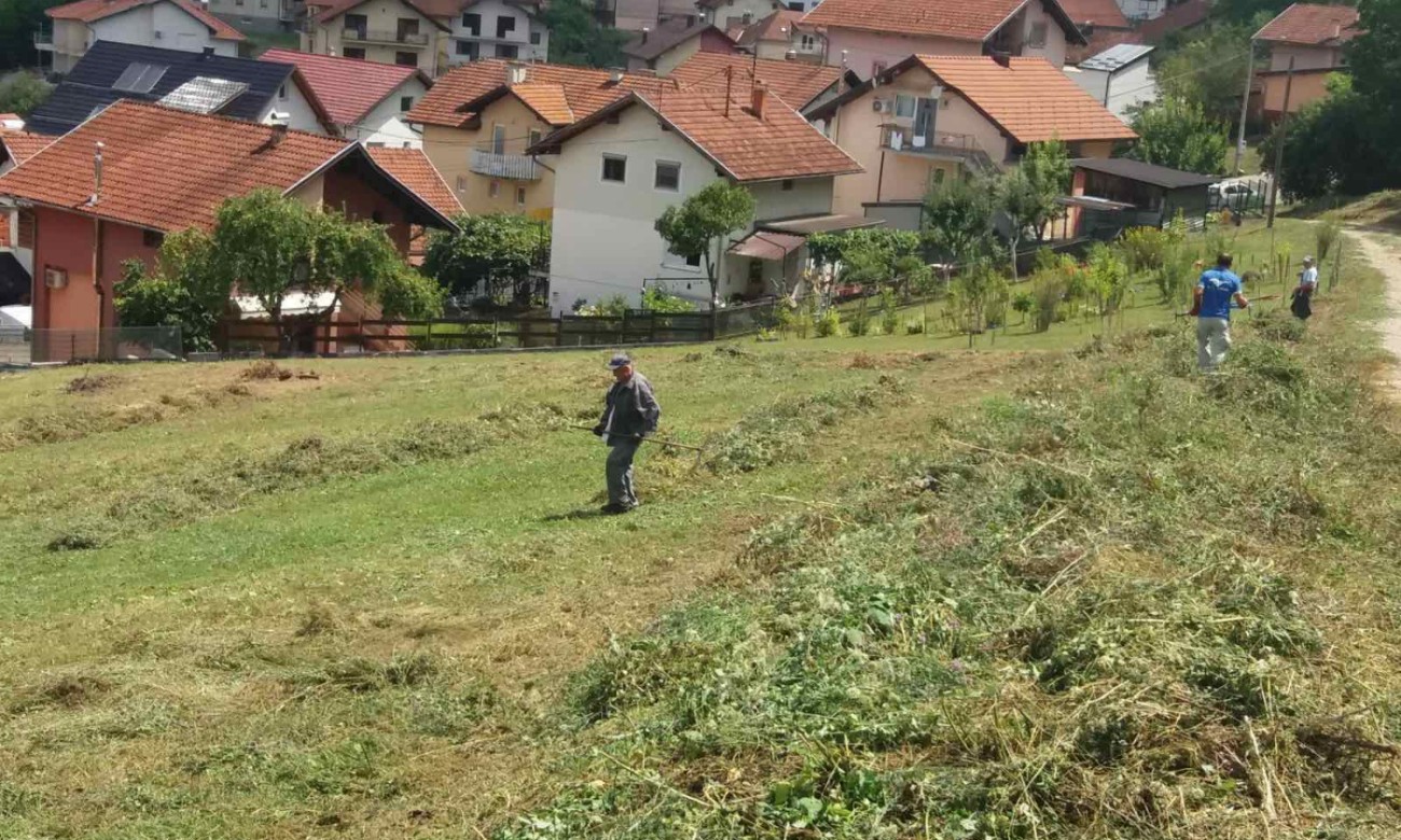 Nastavlja se akcija uklanjanja ambrozije: Banjalučani pozvani da se angažuju
