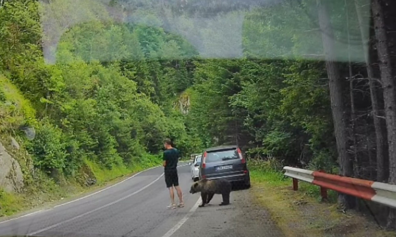 Jeziv susret na putu: Medvjed prišao čovjeku na nekoliko centimetara VIDEO