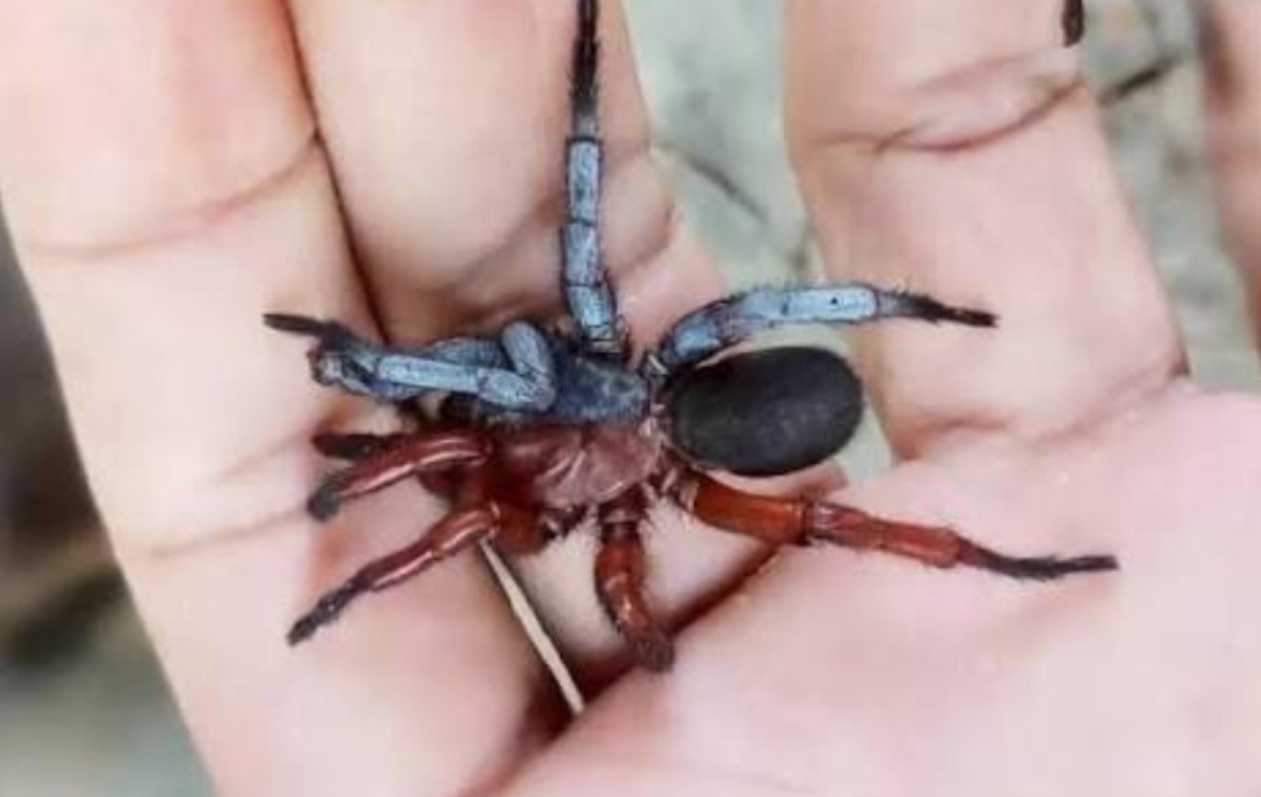 Pronađen pauk pola mužjak, pola ženka: Dobio ime po liku iz anima