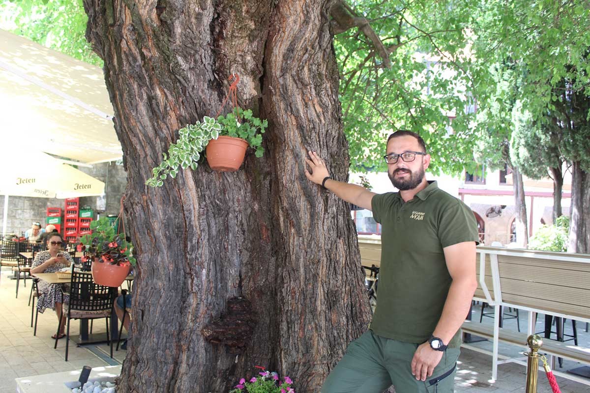 Tajna bašte pod “murvom”: Čudesno stablo u Trebinju prokosi vremenu