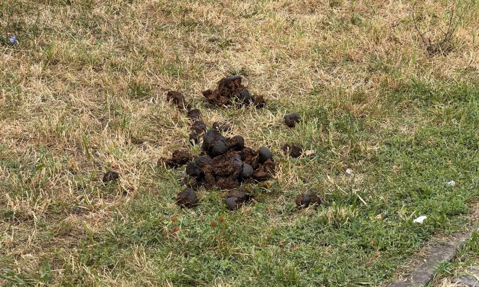 I ovo bi neko trebao da ukloni: Ružan prizor u Banjaluci nakon velikog sportskog događaja FOTO