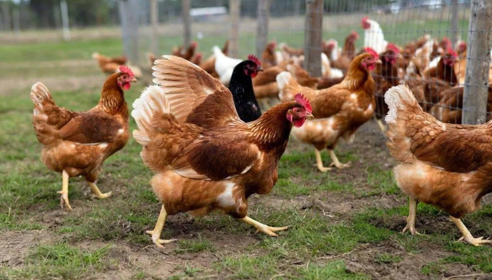 Organska proizvodnja jaja dvostruko štetnija za životnu sredinu od kaveznog uzgoja