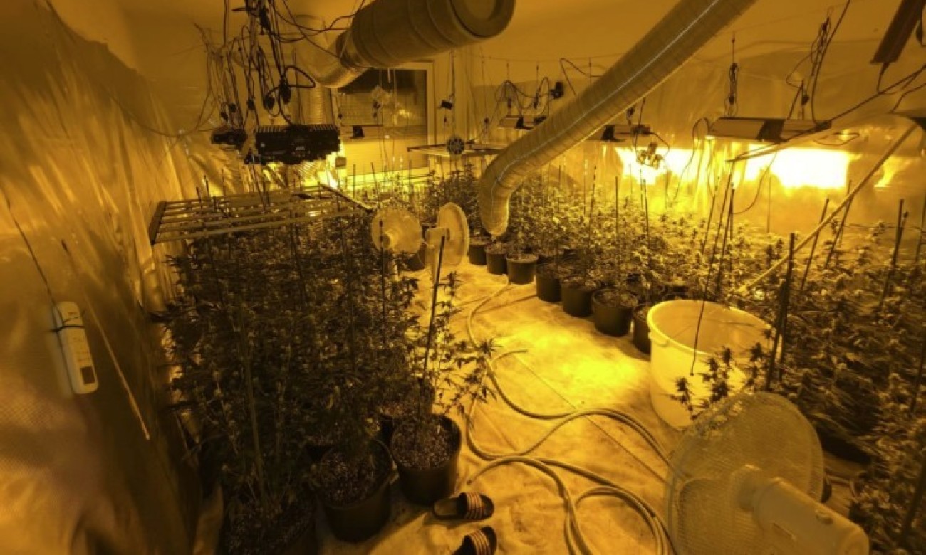 Policija upala u stan: Pronađene tri laboratorije i više od 260 stabljika marihuane