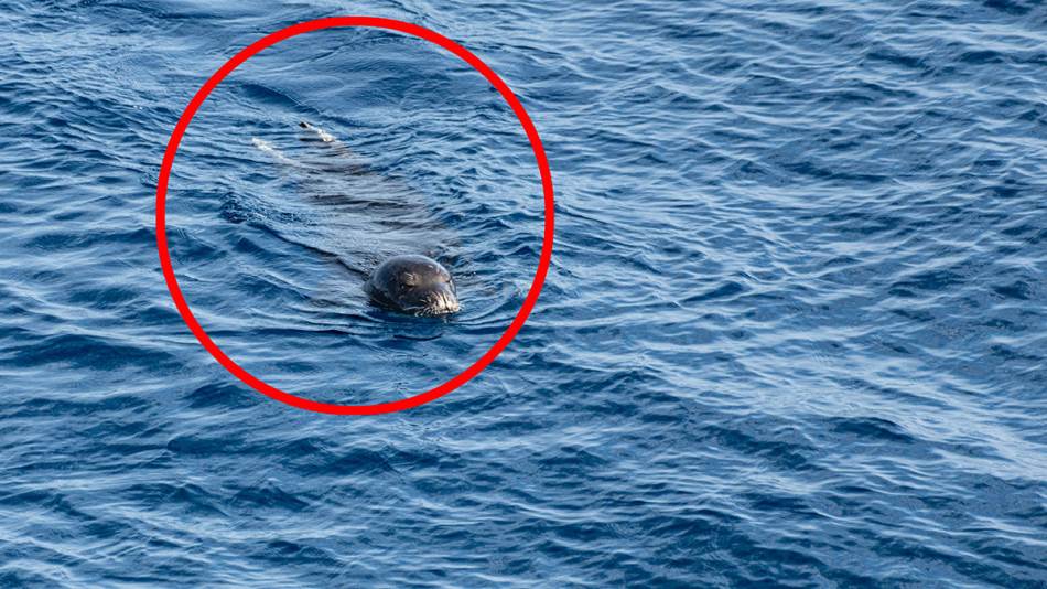 Čudo u Crnoj Gori: Snimljena mediteranska medvjedica u Jadranu!