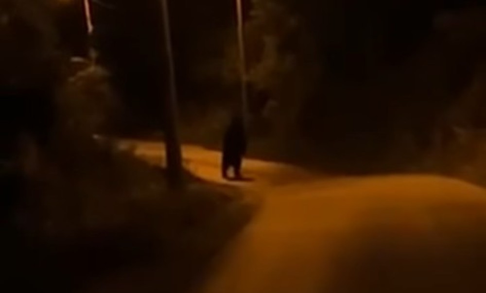 Opasna životinja uznemirila Banjalučane: Medvjed prošetao naseljem VIDEO