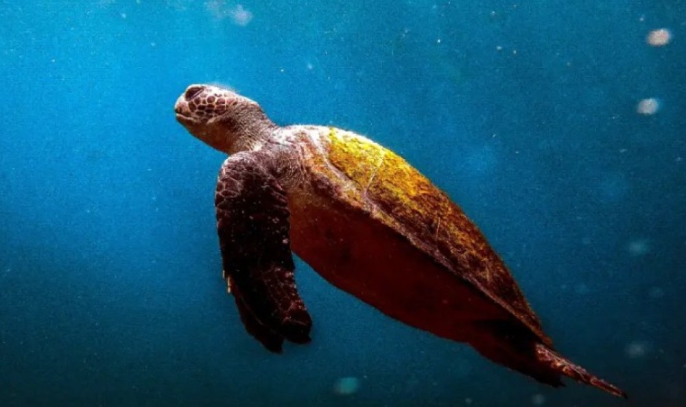 Morska kornjača ugrizla troje ljudi: Stručnjaci upozorili da ugriz nije bezopasan