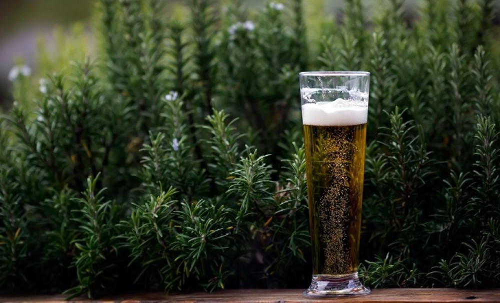 Koje cvijeće voli pivo? Sipajte malo u saksiju i gledajte moćnu promjenu