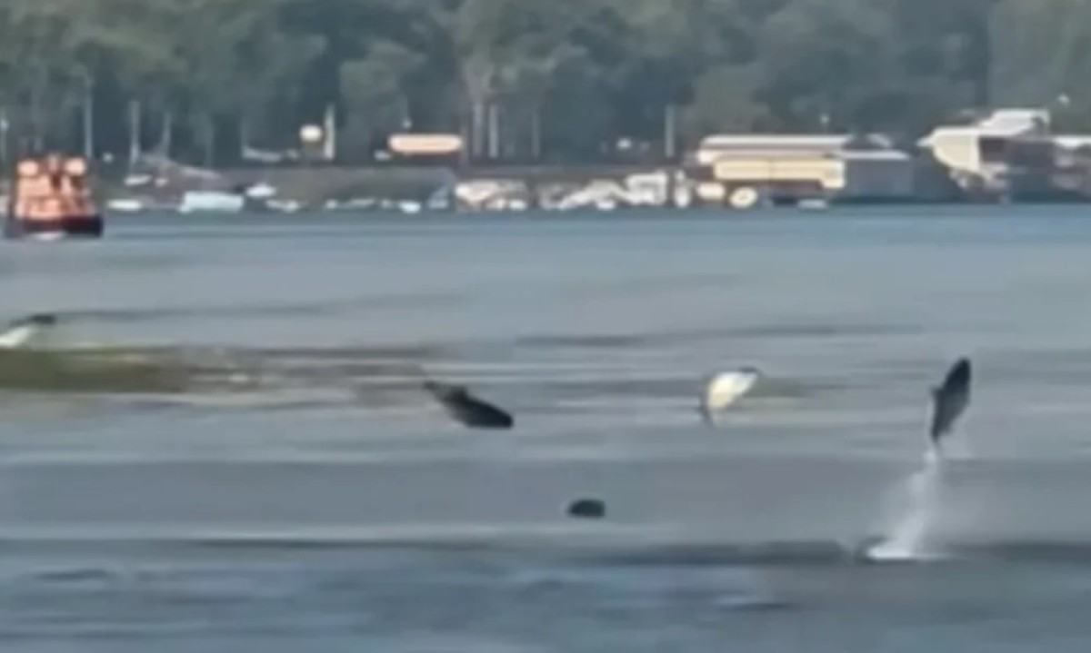 Nesvakidašnji trenutak:  Ribe izlijetale iz Dunava poput raketa VIDEO