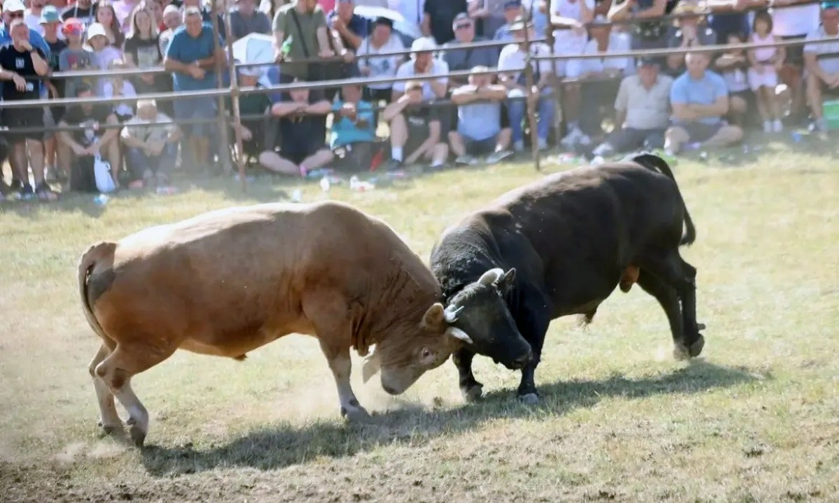 Bodljavina bikova ponovo obilježila Manjaču: Nagrada “Jablan” u sklopu Kočićevog zbora