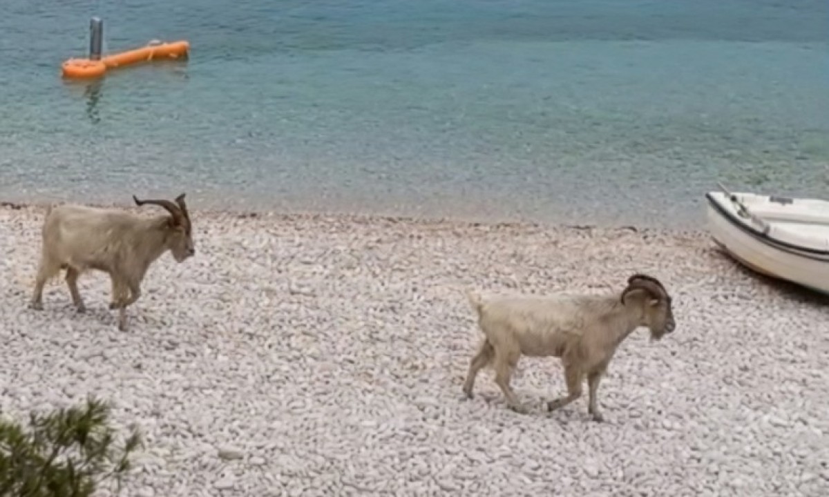 Rijetka scena na Jadranu: Stado koza sišlo sa litica pravo na plažu