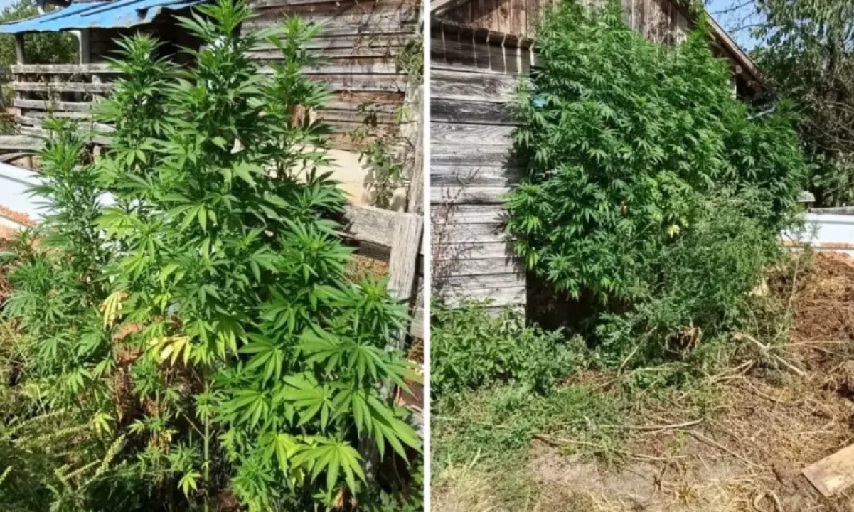 Uzgajao drogu u dvorištu: Uhapšen Prijedorčanin nakon otkrivene plantaže