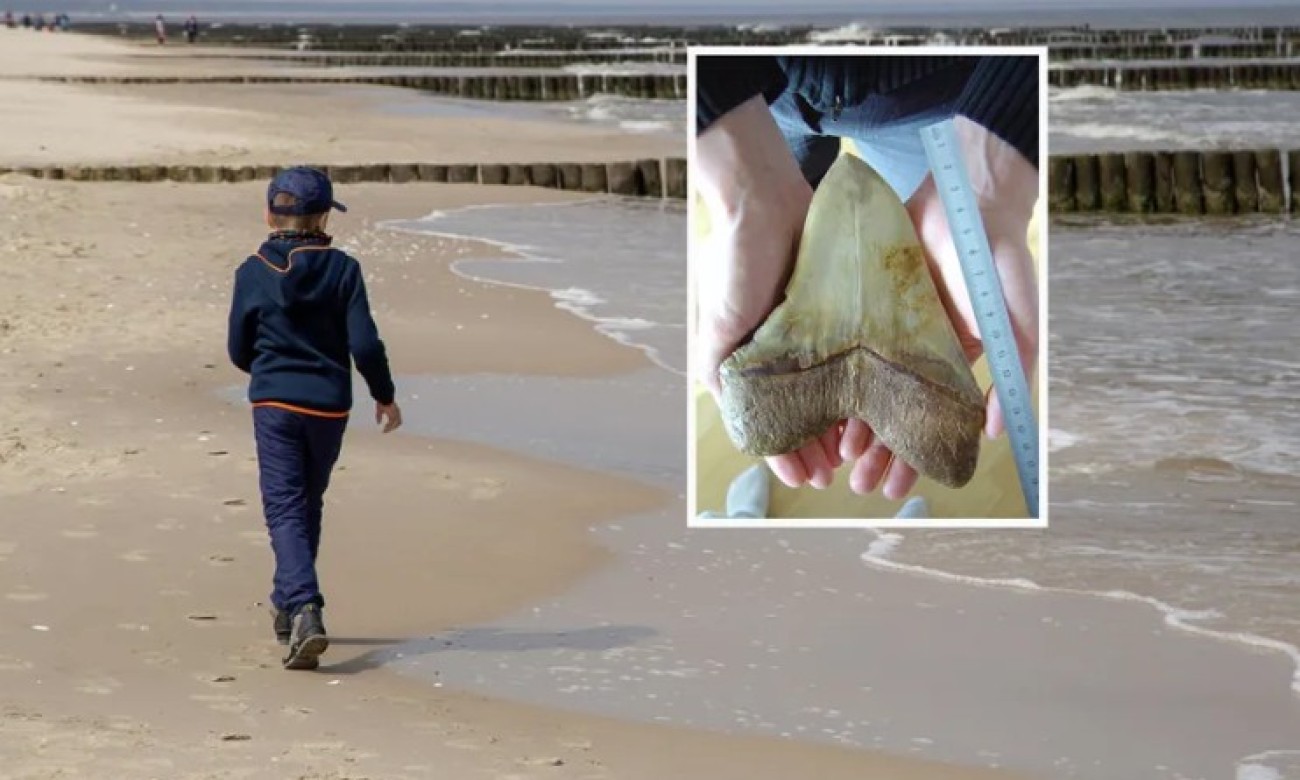 Dječak pronašao zub megalodona: Fosil vrijedan pravo malo bogatstvo zaglavio se na plaži VIDEO
