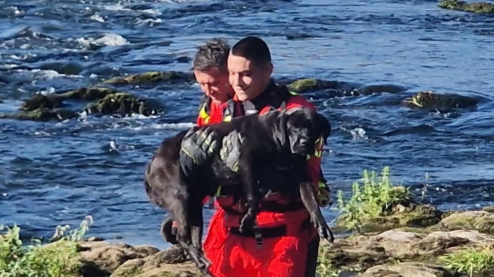 Dva dana čekao spas: Vatrogasci izvukli psa sa kamena usred Vrbasa FOTO/VIDEO
