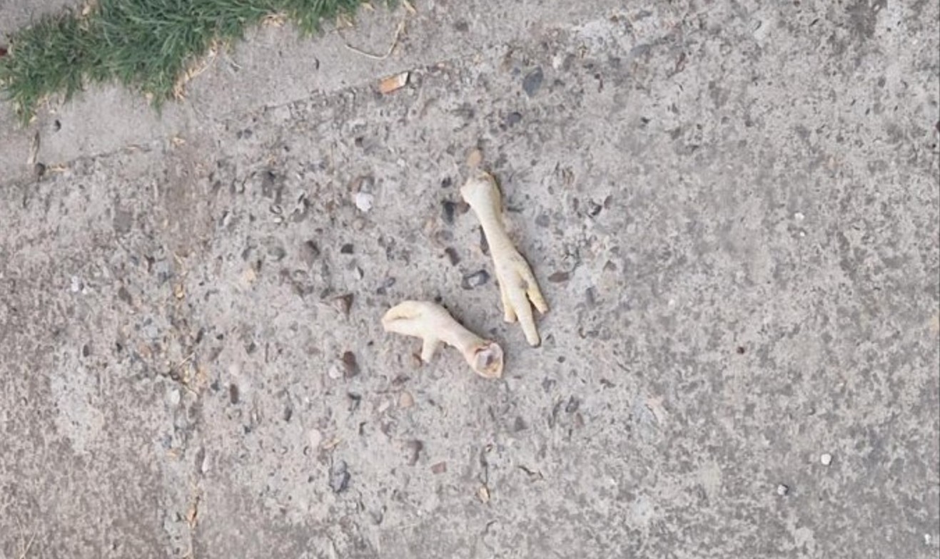 Banjalučanka pronašla pileće nogice u dvorištu: Tu noć nisam spavala…