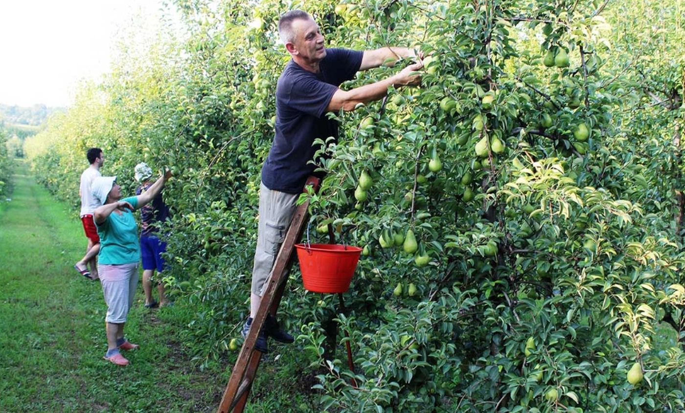 Berba bez otkupa: Potkozarski voćari pred ogromnim gubicima