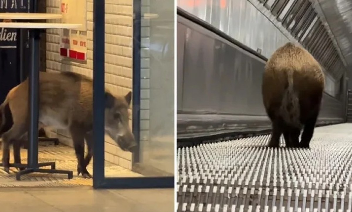 Neobičan prizor u centru Budimpešte: Divlja svinja zalutala u metro stanicu i napravila haos