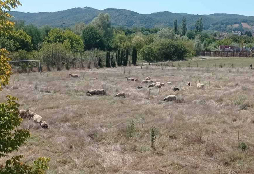 Obećana „engleska trava“, a stigle ovce: Djeca u ovom banjalučkom naselju i dalje čekaju svoje igralište VIDEO
