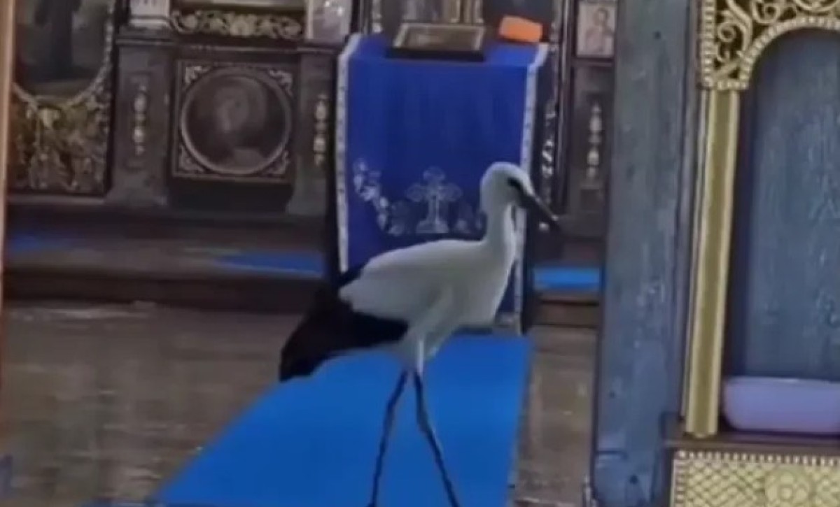 Roda ušla u hram i okrenula kljun ka krstu: Nesvakidašnji prizor ostavlja bez riječi VIDEO