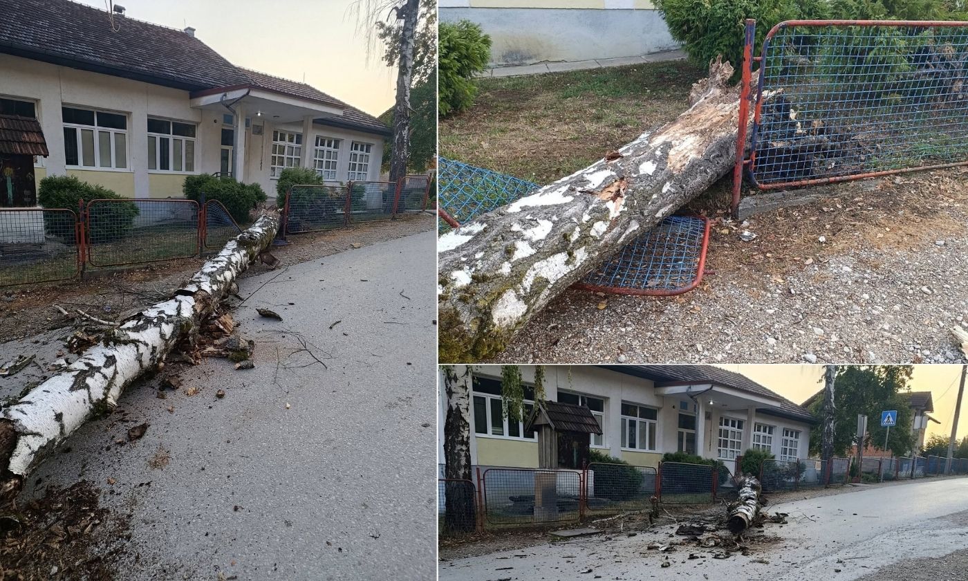 Stablo palo ispred škole u Banjaluci: Štrbac traži odgovornost Gradske uprave FOTO