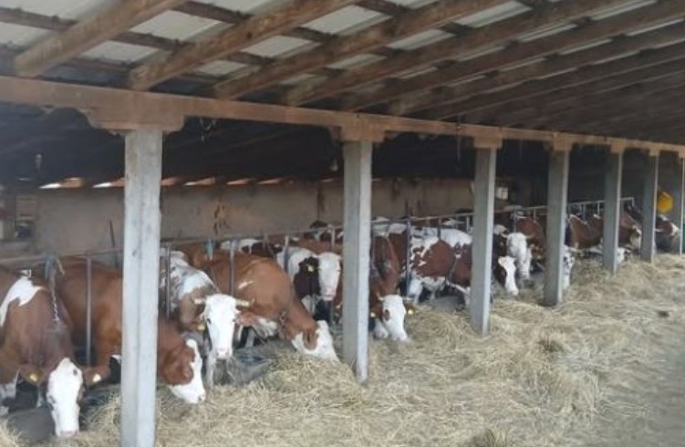 Derventski farmer zatvara farmu i odlazi u Austriju: Ovo više nije isplativo