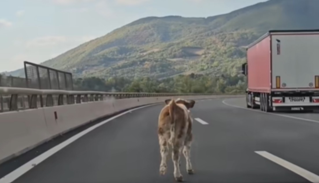 Neobičan slučaj u BiH: Krava napravila haos na auto-putu VIDEO