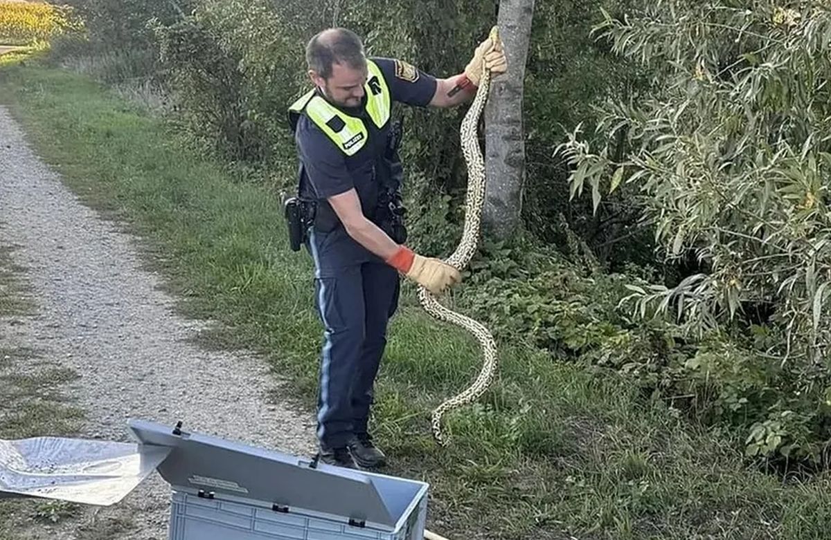 Nevjerovatan prizor kraj Dunava: Vatrogasci uhvatili dvometarsku anakondu