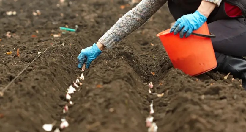 Sadnja bijelog luka: Poslije ovih kultura ga ne sadite