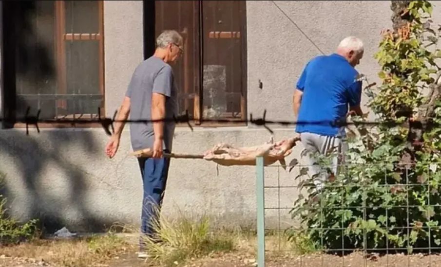 Pekli prase na ražnju usred Botaničke bašte u Sarajevu: Građani iznenađeni prizorom VIDEO