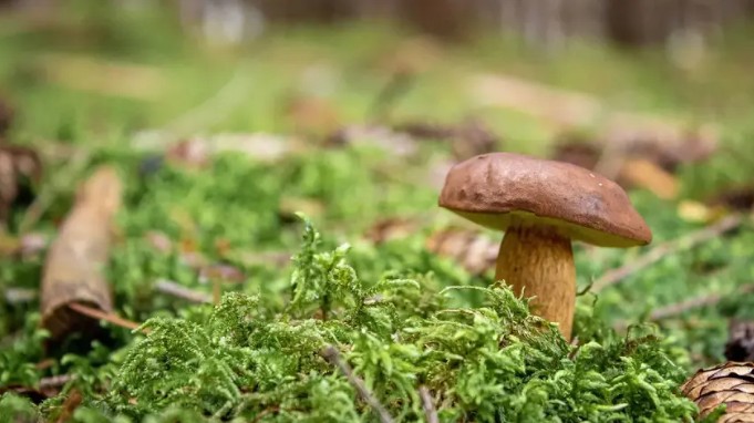 Počela potraga za “blagom”: Raste pod zemljom, a kilogram vrijedi i 5.000 evra
