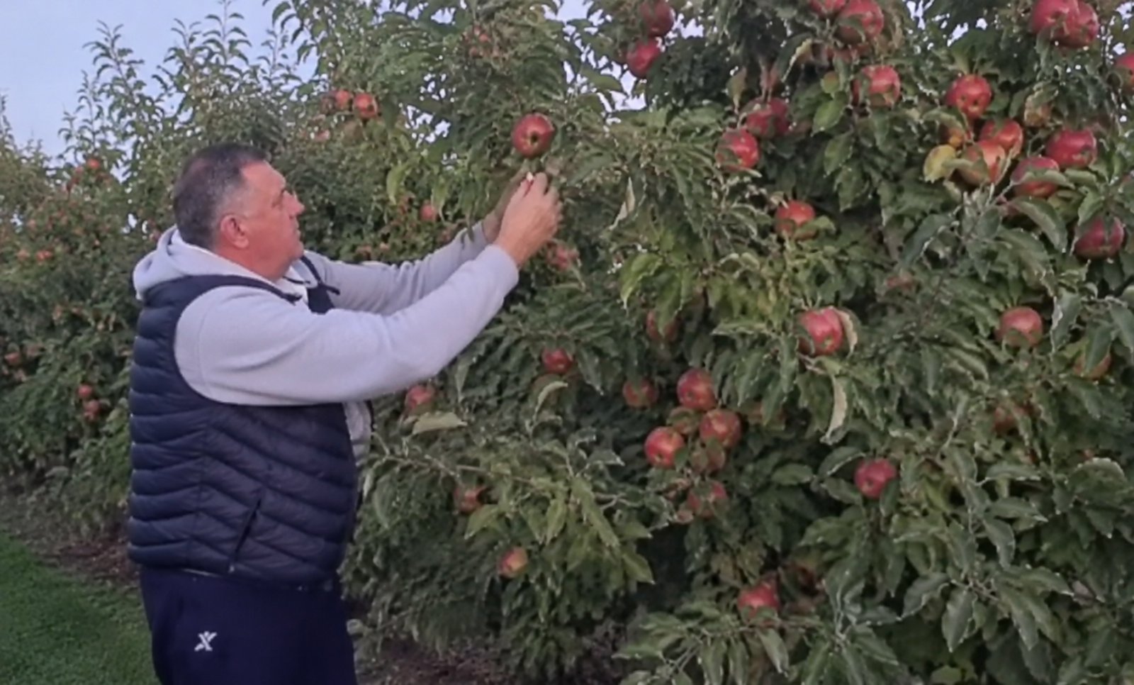 Dodik u voćnjaku: Kada navodnjavate, pobijedite sušu VIDEO