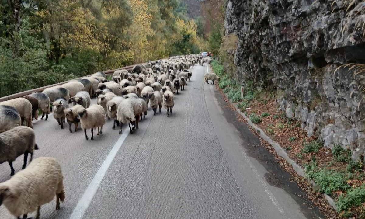 Ovce na putu! Oprez na krivinama, stada usporila saobraćaj