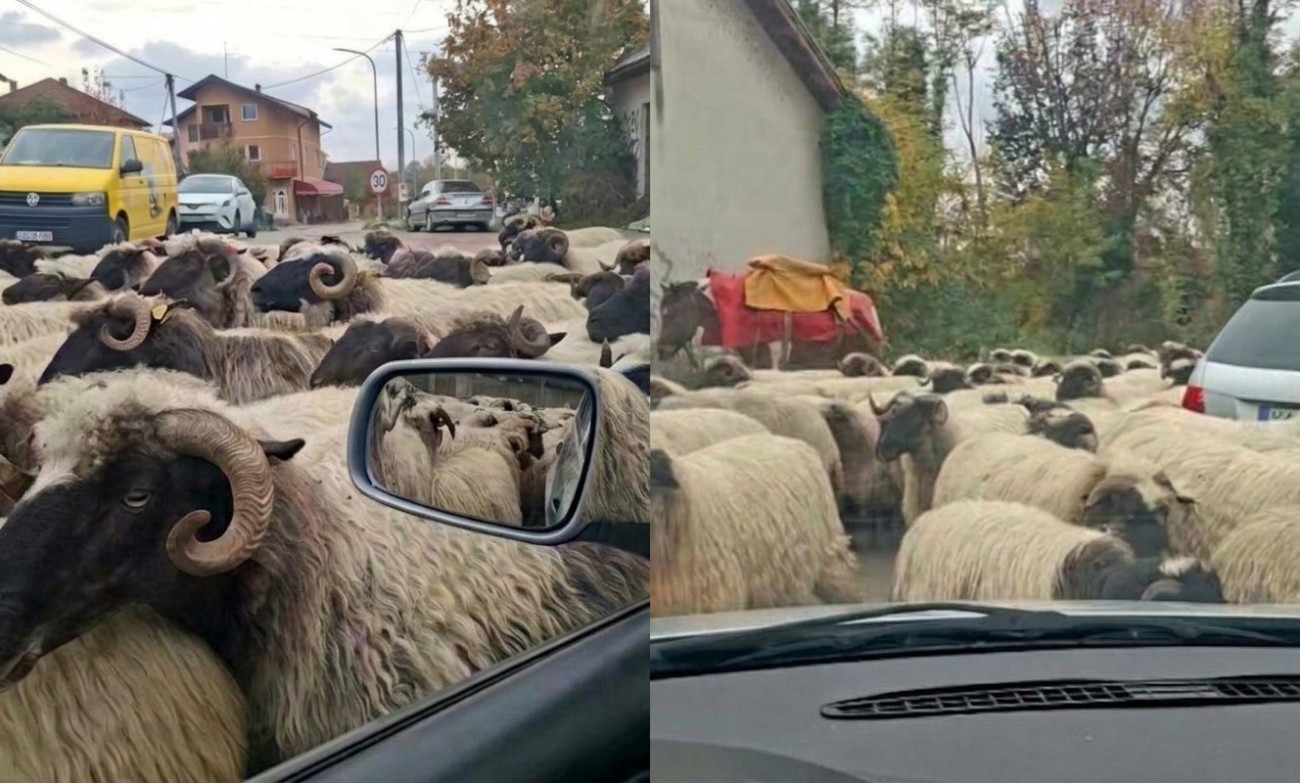 Nesvakidašnji zastoj u Banjaluci: Stado ovaca blokiralo most FOTO/VIDEO