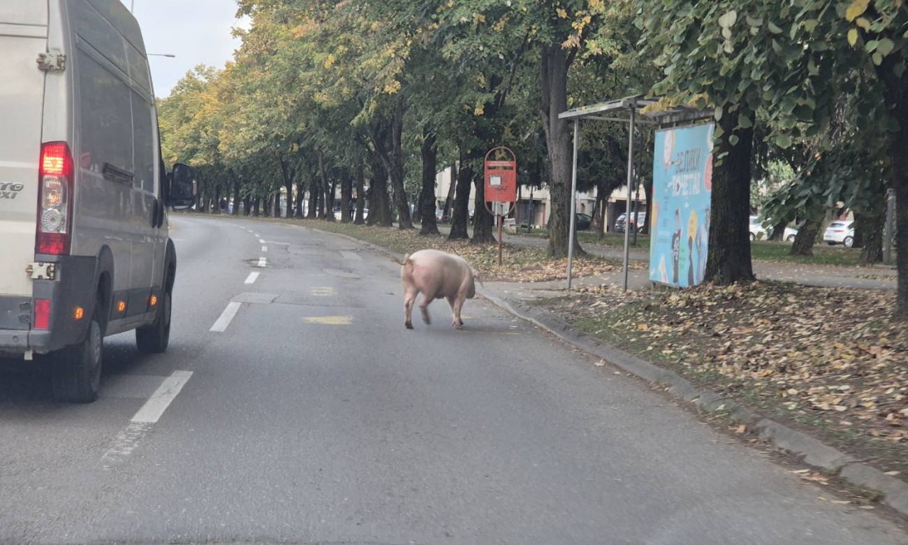 Nesvakidašnji prizor u Banjaluci: Svinja šetala kolovozom, vozači u nevjerici!