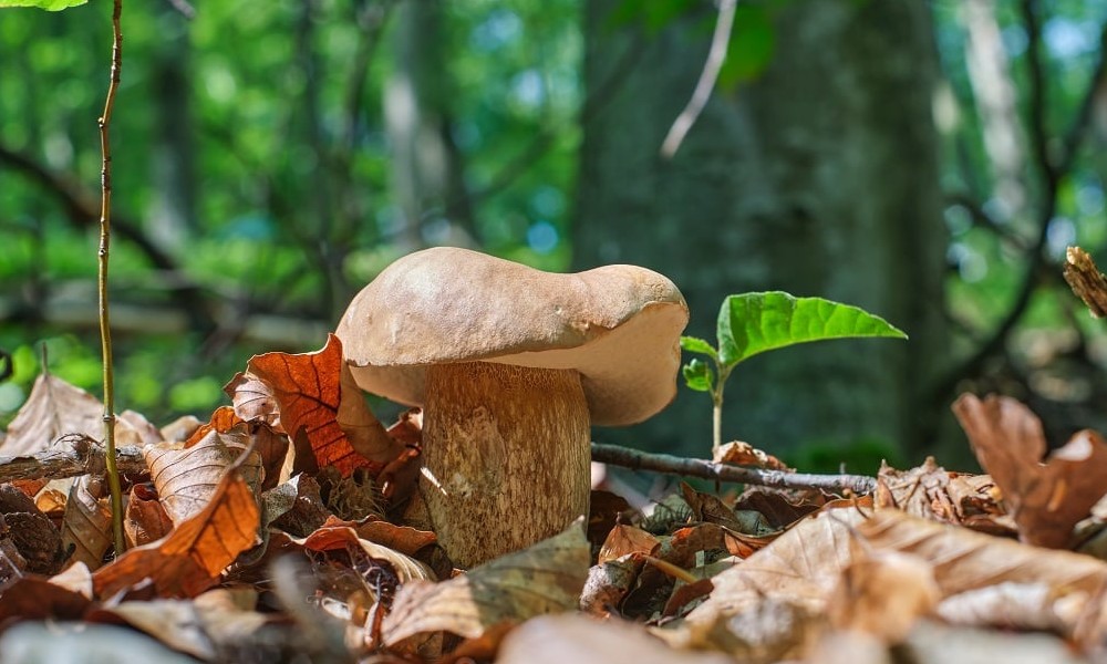 Počela sezona vrganja: Evo gdje ih najčešće možete pronaći