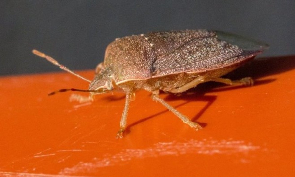 Najezda smrdibuba u Јapanu: Insekti nanose velike štete proizvođačima riže