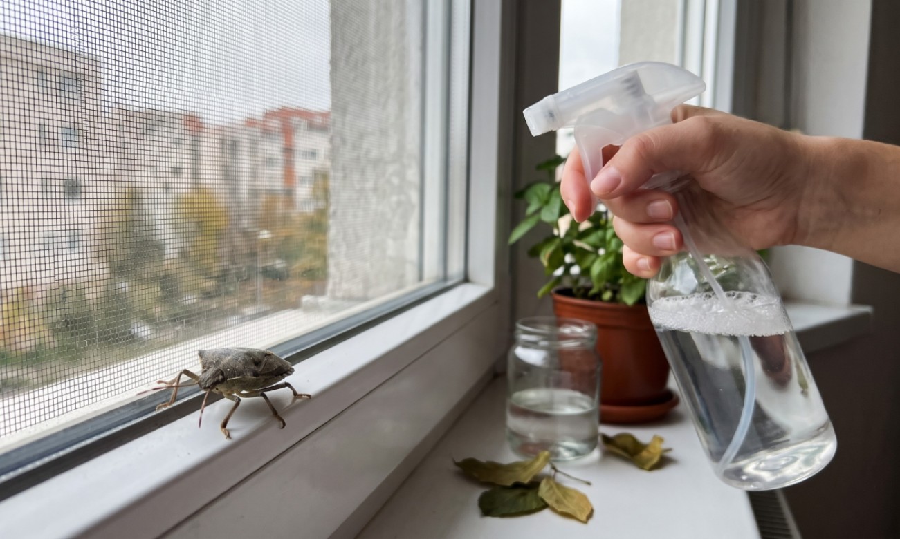 Puna kuća smrdljivih martina: Banjalučanka otkrila kako ih se riješiti FOTO