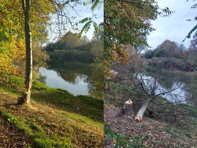 Neobičan prizor u prijedorskom naselju: Dabar oborio drvo na šetalištu pored Sane